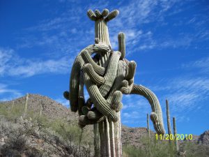 Parenting teenage daughter son family divorce cactus