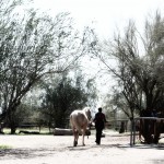 Step families, divorce, peace, leadership